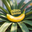 Logo de Nano Banana IA